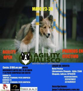 Dog agility competition held at Hotel Perico, Lake Chapala, Mexico – Best Places In The World To Retire – International Living