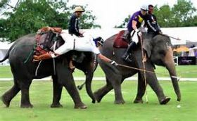 Elephant polo in Thailand – Best Places In The World To Retire – International Living
