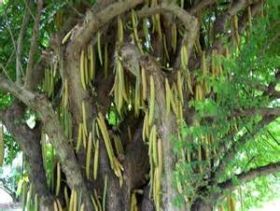  candle tree, native to Panama – Best Places In The World To Retire – International Living