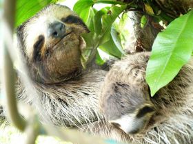 Anne-Michelle Wand Bocas Del Toro, Panana sloth – Best Places In The World To Retire – International Living