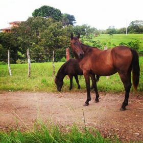 Pedasi Azuero Peninsula horses near a fence in a meadow – Best Places In The World To Retire – International Living