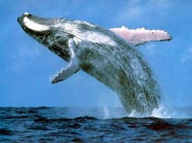 Whale Watching Andromeda Pedasi  – Best Places In The World To Retire – International Living