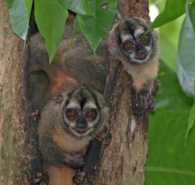 Panamanian Night Monkey (Aotus zonalis) in Soberania National Park Panama – Best Places In The World To Retire – International Living