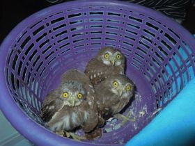 Pygmy Owls in Belize – Best Places In The World To Retire – International Living