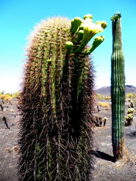 A cactus in the El Pinacate World Heritage Site – Best Places In The World To Retire – International Living