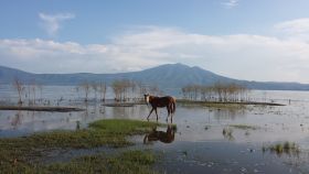 Horse by the lake at Ajijic. One of my many walking trails. – Best Places In The World To Retire – International Living