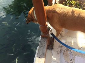 Dog looks at fish in a tank at aquaculture restaurant in Veracruz, Mexico – Best Places In The World To Retire – International Living