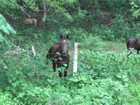 Horses in the jungle near Lo de Marcos, Nayarit, Mexico – Best Places In The World To Retire – International Living