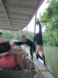 Monkeys on the boat at Lake Gatun, Panama – Best Places In The World To Retire – International Living