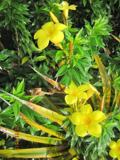 Flowers at Altos del Maria, Panama – Best Places In The World To Retire – International Living