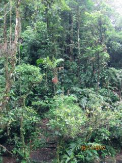 Jungle trail at Altos del Maria, Panama – Best Places In The World To Retire – International Living