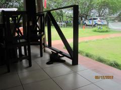 Cat on the porch of the Manglar Lodge, El Palmar Beach, San Carlos, Panama – Best Places In The World To Retire – International Living