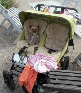 dog in carriage – Best Places In The World To Retire – International Living
