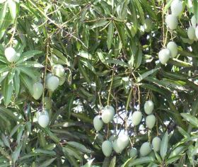 Unripe black mangoes on a tree, Belize – Best Places In The World To Retire – International Living
