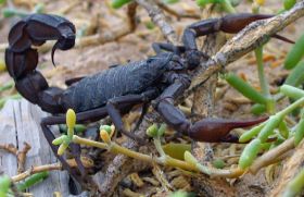 black scorpian – Best Places In The World To Retire – International Living