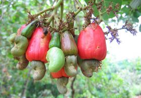 cashew nut tree – Best Places In The World To Retire – International Living