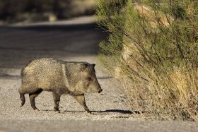 Collared peccary on Belize road – Best Places In The World To Retire – International Living