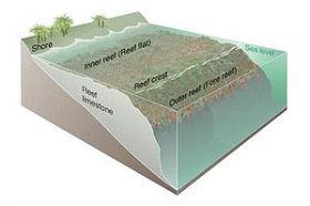 Coral reef diagram – Best Places In The World To Retire – International Living