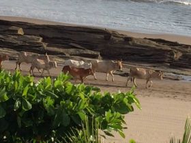 Cows on the beach, Nicaragua – Best Places In The World To Retire – International Living