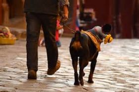 Dog being ridden by a toy cowboy, San Miguel de Allende, Mexico – Best Places In The World To Retire – International Living
