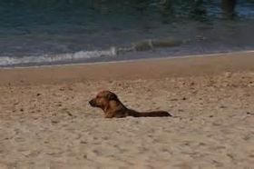 Dog enjoying the beach near Puerto Vallarta, Mexico – Best Places In The World To Retire – International Living