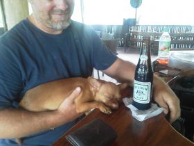 Dog resting on the hardwood bar at Tradewinds Restaurant, Orchid Bay, Belize – Best Places In The World To Retire – International Living