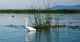 Egret on Lake Chapala, Mexico – Best Places In The World To Retire – International Living