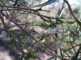 Eucalyptus viridisin – Best Places In The World To Retire – International Living