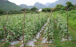 Field of cucumbers, Mexico – Best Places In The World To Retire – International Living