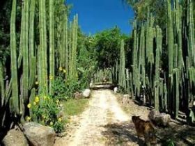 Hacienda cactus garden, San Miguel de Allende, Mexico – Best Places In The World To Retire – International Living