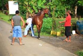 Horse being shod on the main street of town in Santa Catalina, Panama – Best Places In The World To Retire – International Living