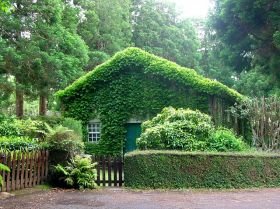 House covered with vines in the Azores, Portugal – Best Places In The World To Retire – International Living