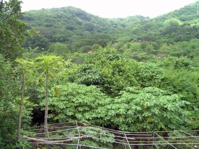 Mountain forest outside of Mazatlan, Mexico – Best Places In The World To Retire – International Living