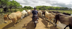 Navigating the road with cattle, San Juan del Sur, Mexico – Best Places In The World To Retire – International Living