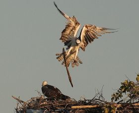 Two Osprey building a nest on an island 90 minutes from the Belize mainland – Best Places In The World To Retire – International Living