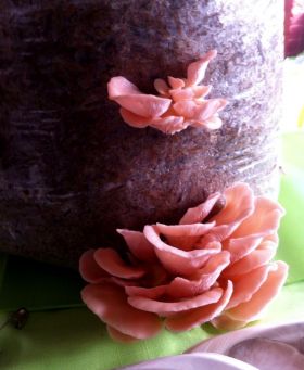 Pink mushrooms at the Lake Chapala Farmers Market, Ajijic, Mexico – Best Places In The World To Retire – International Living