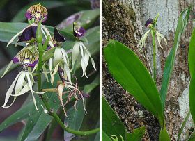 Prosthechea cochleata, the Clamshell Orchid – Best Places In The World To Retire – International Living