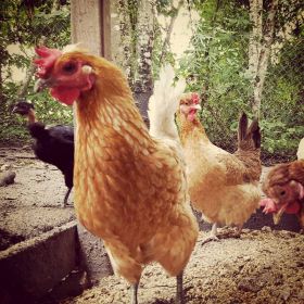 The chickens of Franklin Vanilla Hills Lodge, Cayo, Belize – Best Places In The World To Retire – International Living