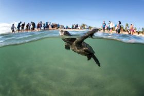 Turtle, Baja California Sur, Mexico – Best Places In The World To Retire – International Living