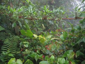 cloud forest, Boquete, Panama – Best Places In The World To Retire – International Living