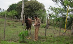 Petting a horse in Pedasi, Panama – Best Places In The World To Retire – International Living