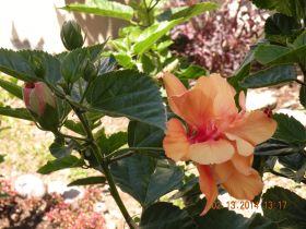 Azaleas blooming at Boquete Valley of Flowers – Best Places In The World To Retire – International Living