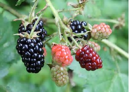 Blackberries grown on the shores of Lake Chapala, Mexico – Best Places In The World To Retire – International Living