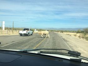 Cow in the road in Mexico