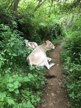 Cow on a trail in the mountains above Ajijic – Best Places In The World To Retire – International Living