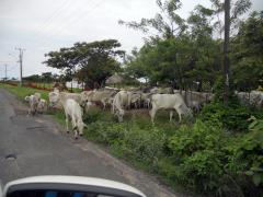 Cows on the road near Pedasi, Panama – Best Places In The World To Retire – International Living