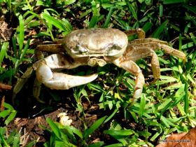 Crab in Mexico – Best Places In The World To Retire – International Living