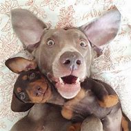 Dog selfie