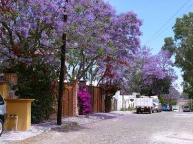 Jacaranda trees in bloom on street in San Miguel de Allende – Best Places In The World To Retire – International Living