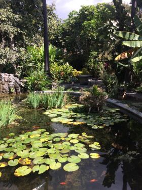 Koi pond at Lake Chapala Society LCS